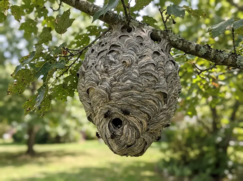 A bald-faced hornet nest, a large gray paper football, hanging from a tree branch in a Tennessee yard, sharp photo.