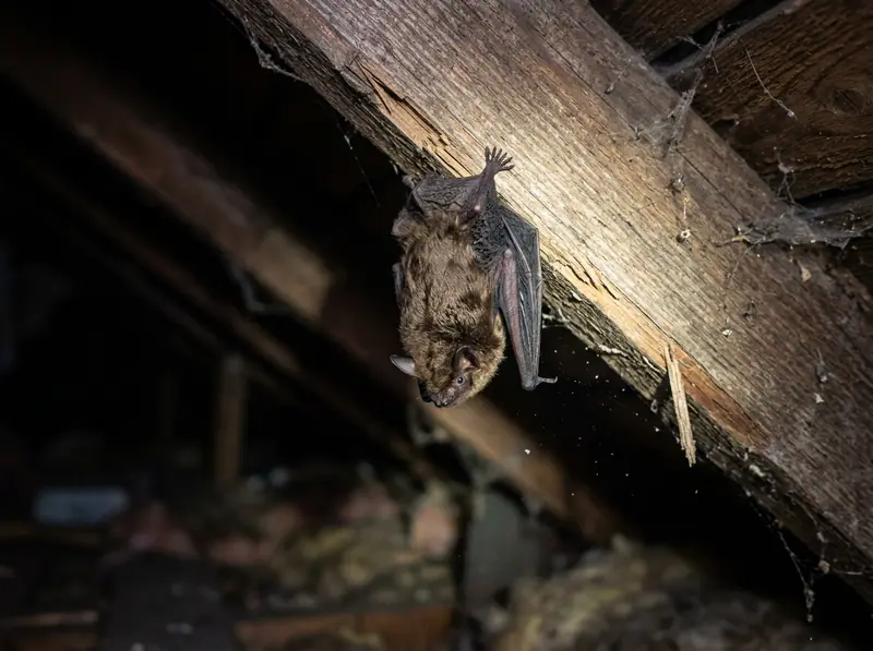 Big Brown Bat in Tennessee | Music City Wildlife A big brown bat hanging from an attic rafter with wings folded, close realistic photo with a flashlight beam.