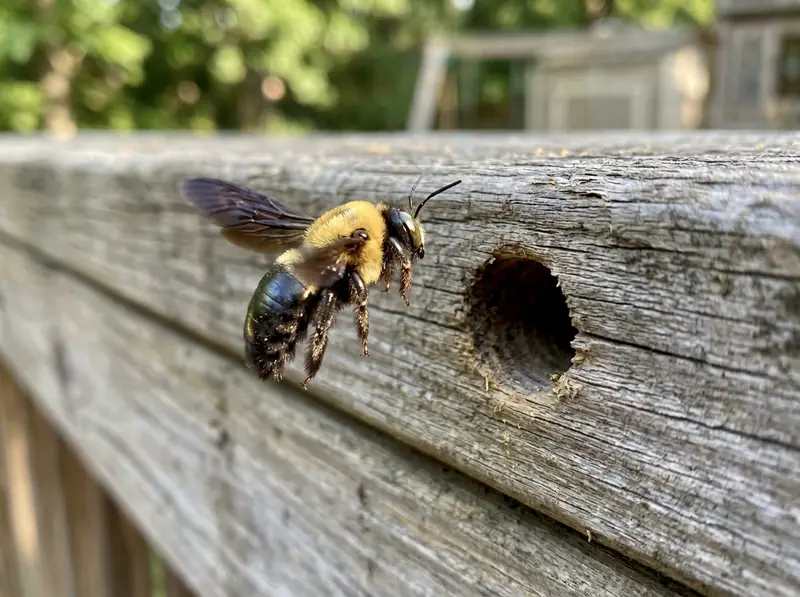 Carpenter Bee in Tennessee | Music City Wildlife A carpenter bee hovering at a round hole in a weathered wooden deck rail in Tennessee, macro photo, sharp.