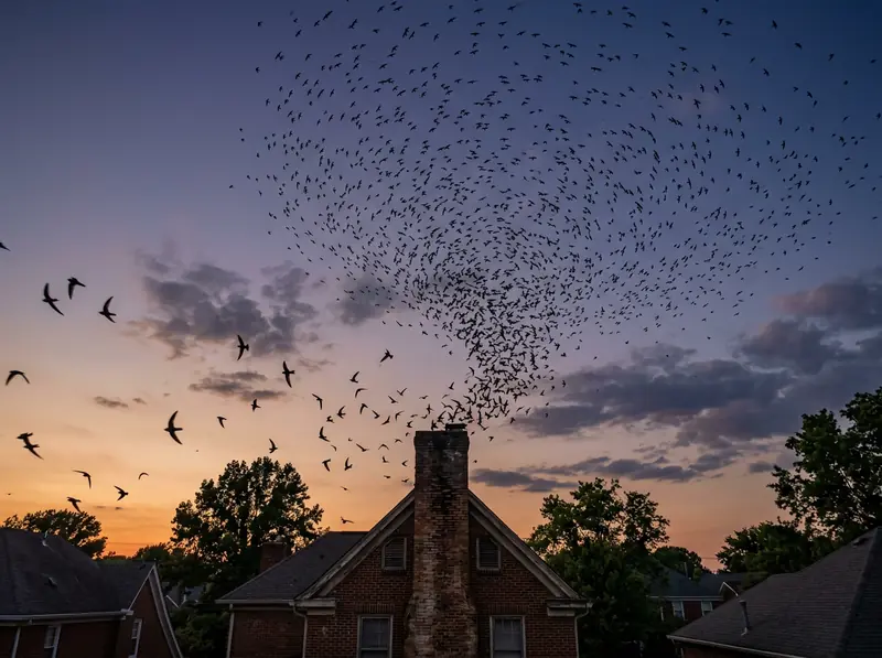 Chimney swifts flying in a swirling flock around a brick chimney at dusk over a Tennessee neighborhood.
