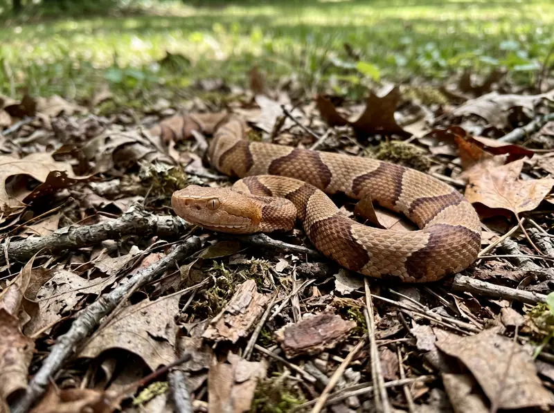 Copperhead in Tennessee | Music City Wildlife A copperhead snake with hourglass banding resting on brown leaf litter at the edge of a Tennessee lawn, sharp detail.