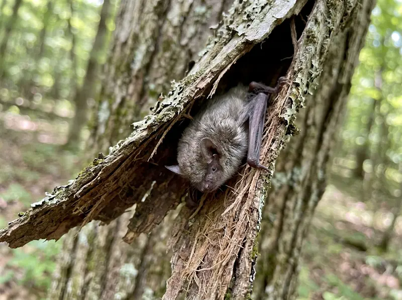 An Indiana bat clinging to the underside of loose tree bark in a Tennessee forest, macro wildlife photo, soft light.