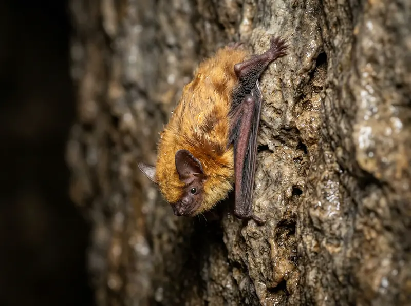 A tricolored bat with golden fur hanging on a cave wall in Tennessee, close macro wildlife photo.