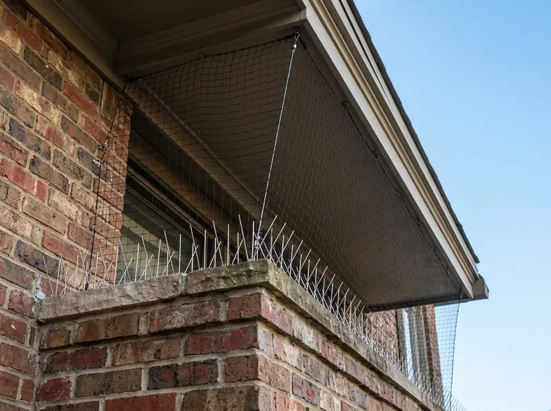 Bird Spikes and Netting on a Building Ledge | Music City Wildlife Stainless steel bird spikes along a brick commercial building ledge and a taut black bird net over an eave, clear sky, sharp detail.
